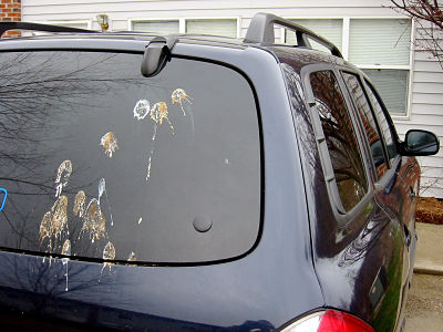 Bird poop on car meaning